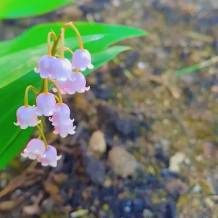 Bed and Breakfast Ainapat Carmaux