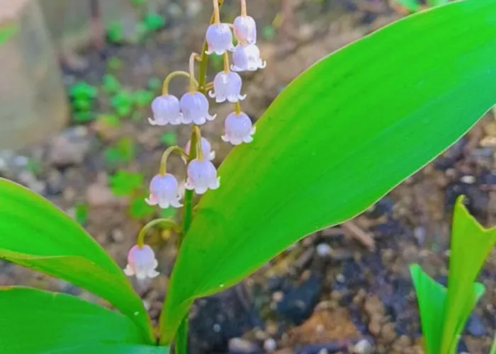 Ainapat Bed & Breakfast