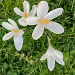 Ainapat