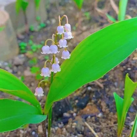 Ainapat Bed & Breakfast